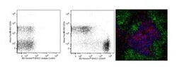 CD45R/B220 Rat anti-Mouse, Brilliant Violet 421, Clone: RA3-6B2, BD 50 &mu;g | Buy Online | BD Biosciences | Fisher Scientific