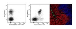 CD31 Rat anti-Mouse, Brilliant Violet 421, Clone: MEC 13.3, BD 50 &mu;g | Buy Online | BD Biosciences | Fisher Scientific