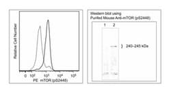 mTOR (pS2448) Mouse, PE, Clone: O21-404, BD 50 Tests | Buy Online | BD Biosciences | Fisher Scientific