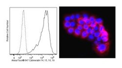 Cytokeratin 14, 15, 16 and 19 Mouse anti-Human, Alexa Fluor 647, Clone: