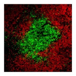 CD3 Molecular Complex Rat anti-Mouse, Brilliant Violet 421, Clone: 17A2, BD 50 &mu;g | Buy Online | BD Biosciences | Fisher Scientific