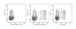 CD158b Mouse anti-Human, BB515, Clone: CH-L, BD 50 Tests; BB515:Antibodies,