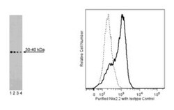 Nkx2.2 Mouse, Unlabeled, Clone: 74.5A5, BD 0.1mg; Unlabeled:Antibodies,