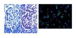 Nkx2.2 Mouse, Unlabeled, Clone: 74.5A5, BD 0.1mg; Unlabeled:Antibodies,