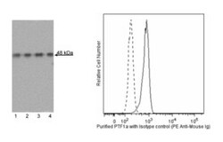PTF1A Mouse, Unlabeled, Clone: S25-763, BD 0.1mg; Unlabeled:Antibodies,