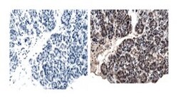 PTF1A Mouse, Unlabeled, Clone: S25-763, BD 0.1mg; Unlabeled:Antibodies,