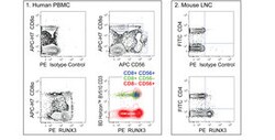 RUNX3 Mouse, PE, Clone: R3-5G4, BD 50 Tests; PE:Antibodies, Monoclonal
