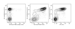 I-A/I-E Rat anti-Mouse, BB515, Clone: 2G9, BD 0.1mg; BB515:Antibodies,