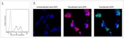 BD Biosciences GFP Mouse, Biotin, Clone: 1A12-6-18, BD
