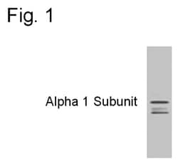 GABRA1, Polyclonal, Invitrogen 100 &mu;L | Buy Online | Thermo Scientific | Fisher Scientific