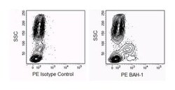 BAH-1 Mouse anti-Human, PE, Clone: BAH-1, BD 50 Tests; PE:Antibodies, Monoclonal