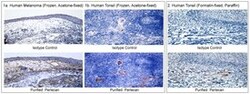 Perlecan Mouse anti-Human, Unlabeled, Clone: 5D7-2E4, BD 50&mu;g; Unlabeled:Antibodies,