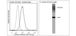 Perlecan Mouse anti-Human, Unlabeled, Clone: 5D7-2E4, BD 50&mu;g; Unlabeled:Antibodies,
