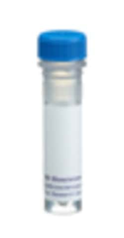 CD276 Mouse anti-Human, Unlabeled, Clone: 7-517, BD 0.1mg; Unlabeled:Antibodies,