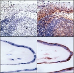 CD276 Mouse anti-Human, Unlabeled, Clone: 7-517, BD 0.1mg; Unlabeled:Antibodies,