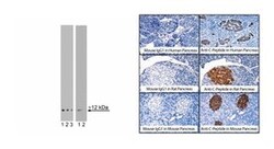 C-Peptide Mouse, Unlabeled, Clone: U8-424, BD 0.1mg; Unlabeled:Anticuerpos