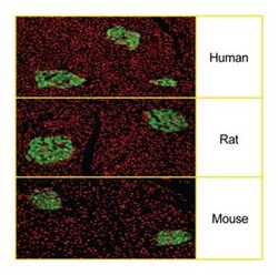 C-Peptide Mouse, Alexa Fluor 647, Clone: U8-424, BD 50&mu;g; Alexa Fluor