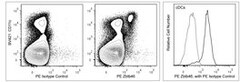 Zbtb46 Rat anti-Mouse, PE, Clone: U4-1374, BD 50&mu;g; PE:Antibodies, Monoclonal