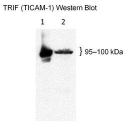 TRIF (TICAM-1) Mouse anti-Human, PE, Clone: U19-709, BD 50&mu;g; PE:Antibodies,