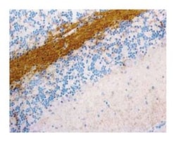 Substance P Rat, Unlabeled, Clone: NC1/34, BD 0.1mg; Unlabeled:Antibodies,