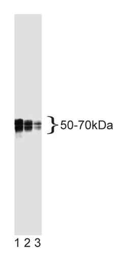 Tau Mouse anti-Rat, Unlabeled, Clone: TAU-5, BD 0.1mg; Unlabeled:Antibodies,