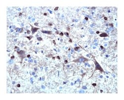 Tau Mouse anti-Rat, Unlabeled, Clone: TAU-5, BD 0.1mg; Unlabeled:Antibodies,