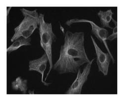 -Tubulin Mouse, Unlabeled, Clone: 5H1, BD 0.1mg; Unlabeled:Antibodies,