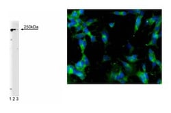 RPTP Mouse, Unlabeled, Clone: 12, BD:Antibodies:Primary Antibodies