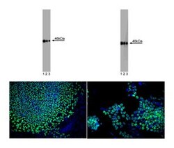Oct3/4 Mouse, Unlabeled, Clone: 40/OCT-3, BD:Antibodies:Primary Antibodies