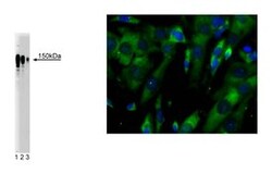 Ataxin-2 Mouse, Unlabeled, Clone: 22, BD 50&mu;g; Unlabeled:Antibodies,