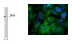 Mint3 Mouse, Unlabeled, Clone: 32, BD 50&mu;g; Unlabeled:Antibodies, Monoclonal