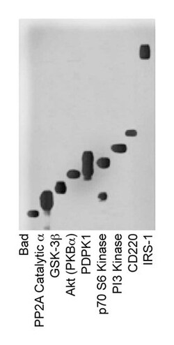 BD Akt/PKB Sampler Kit 1 kit:Antibodies