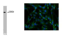 Phospholipase C 4 Mouse, Unlabeled, Clone: 56, BD 50&mu;g; Unlabeled:Antibodies,