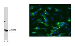 Synaptophysin Mouse, Unlabeled, Clone: 2, BD 50 &mu;g | Buy Online | BD Biosciences | Fisher Scientific