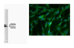 COMT Mouse, Unlabeled, Clone: 4, BD 50&mu;g; Unlabeled:Antibodies, Monoclonal