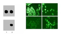 p38 MAPK (pT180/pY182) Mouse, Unlabeled, Clone: 30, BD:Antibodies:Primary