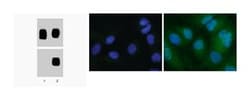 p38 MAPK (pT180/pY182) Mouse, Unlabeled, Clone: 36/P38 (PT180/PY182), BD:Antibodies:Primary