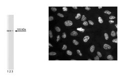 CDC5L Mouse, Unlabeled, Clone: 21, BD 50&mu;g; Unlabeled:Antibodies, Monoclonal