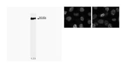 53BP1 Mouse anti-Human, Unlabeled, Clone: 19, BD:Antibodies:Primary Antibodies