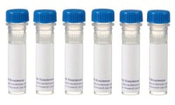 BD MAP Kinase Activation Sampler Kit 1 kit:Antibodies