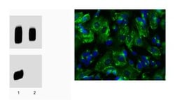 PKARIIb (pS114) Mouse, Unlabeled, Clone: 47, BD 50&mu;g; Unlabeled:Antibodies,