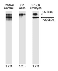 LR11 [SorLA; gp250; Lipoprotein Receptor-11] Mouse, Unlabeled, Clone: 48,