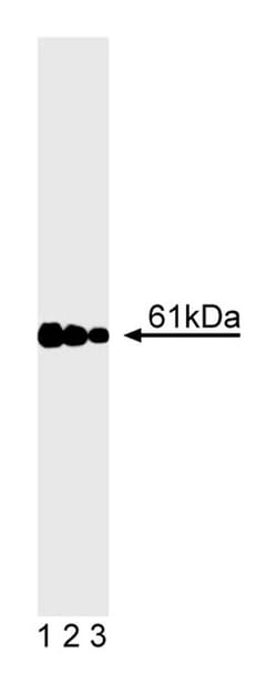Calcineurin Mouse anti-Human, Unlabeled, Clone: G182-1847, BD 0.1mg; Unlabeled:Antibodies,