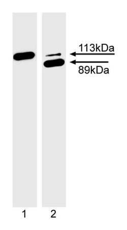 PARP Mouse, Unlabeled, Clone: C2-10, BD 0.1mL; Unlabeled:Anticuerpos