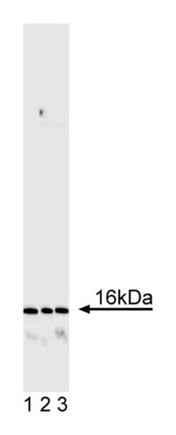 CD247 with control Mouse anti-Human, Unlabeled, Clone: 8D3, BD:Antibodies:Primary