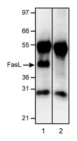 CD178 Mouse anti-Human, NA/LE, Unlabeled, Clone: NOK-1, BD 0.25mg; NA/LE,