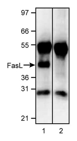 CD178 Mouse anti-Human, Unlabeled, Clone: NOK-1, BD 0.1mg; Unlabeled:Antibodies,