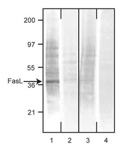 CD178 Mouse anti-Human, Unlabeled, Clone: NOK-2, BD 0.1mg; Unlabeled:Anticuerpos
