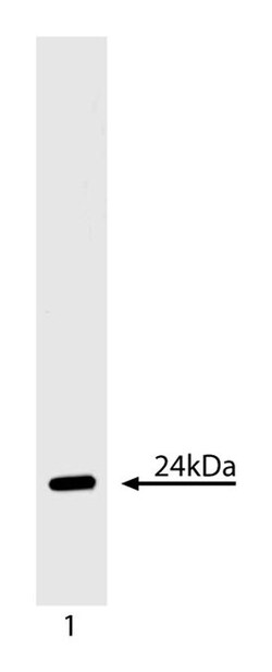 BAK Mouse anti-Human, Unlabeled, Clone: G317-2, BD 0.1mg; Unlabeled:Antibodies,