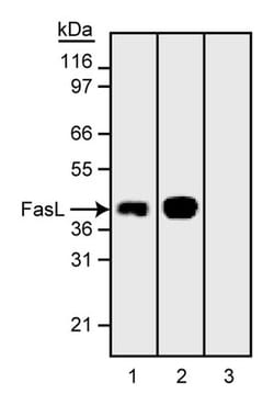 CD178 Mouse anti-Human, Unlabeled, Clone: G247-4, BD 0.1mg; Unlabeled:Antibodies,